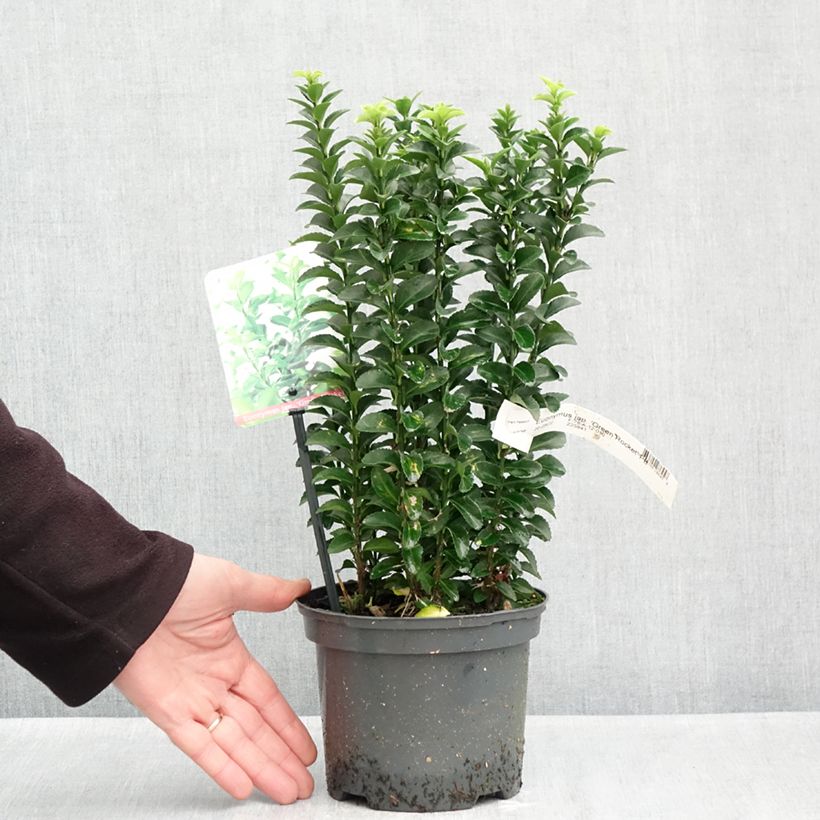 Exemplar von Japanischer Spindelstrauch Green Rocket - Euonymus japonicus Topf mit 2L/3L wie im Herbst geliefert