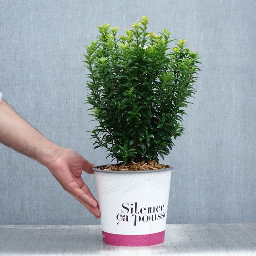 Example of Japanischer Spindelstrauch Happiness - Euonymus japonicus Topf mit 4L/5L as you get in ete