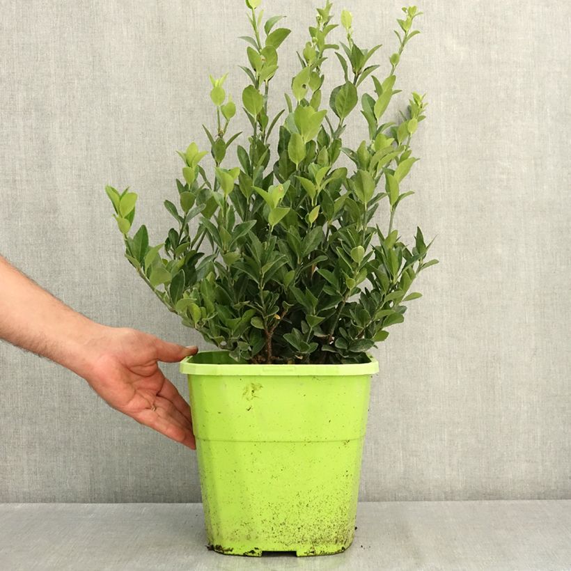 Exemplar von Japanischer Spindelstrauch Himalaya - Euonymus japonicus Topf mit 7,5L/10L wie im Sommer geliefert
