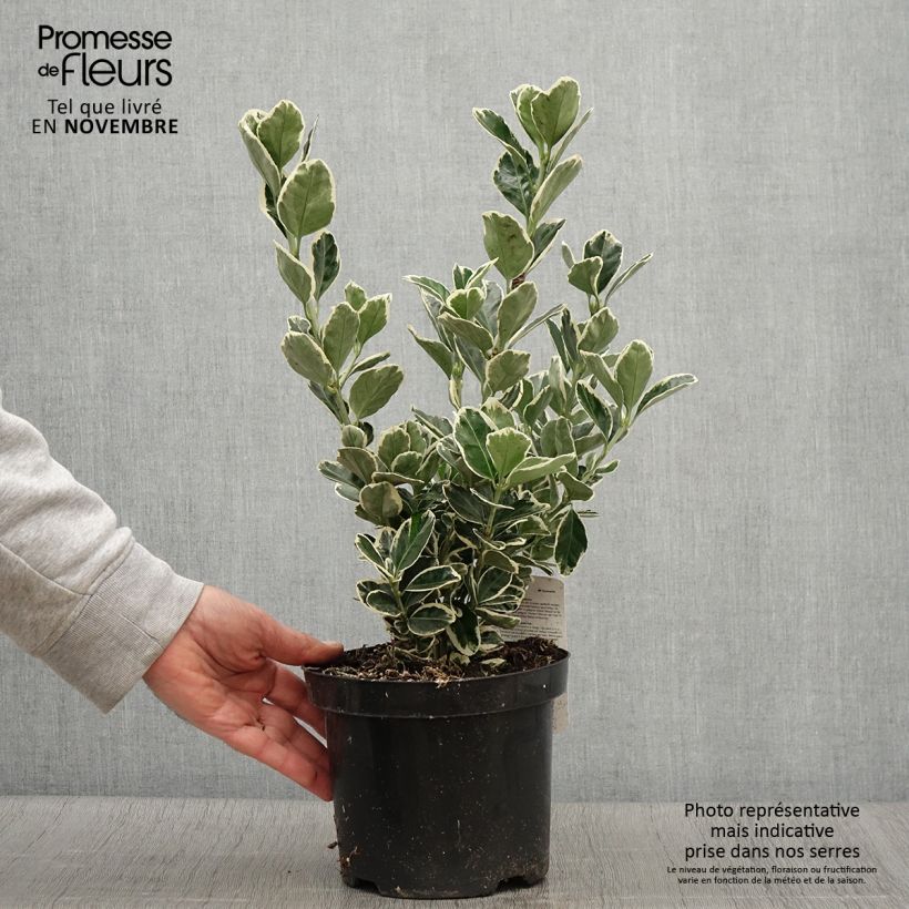 Example of Japanischer Spindelstrauch Kathy - Euonymus japonicus Topf mit 2L/3L as you get in automne