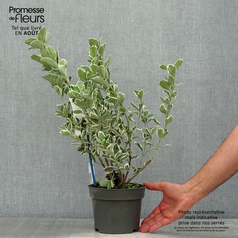 Exemplar von Japanischer Spindelstrauch Kathy - Euonymus japonicus Topf mit 2L/3L wie im Sommer geliefert
