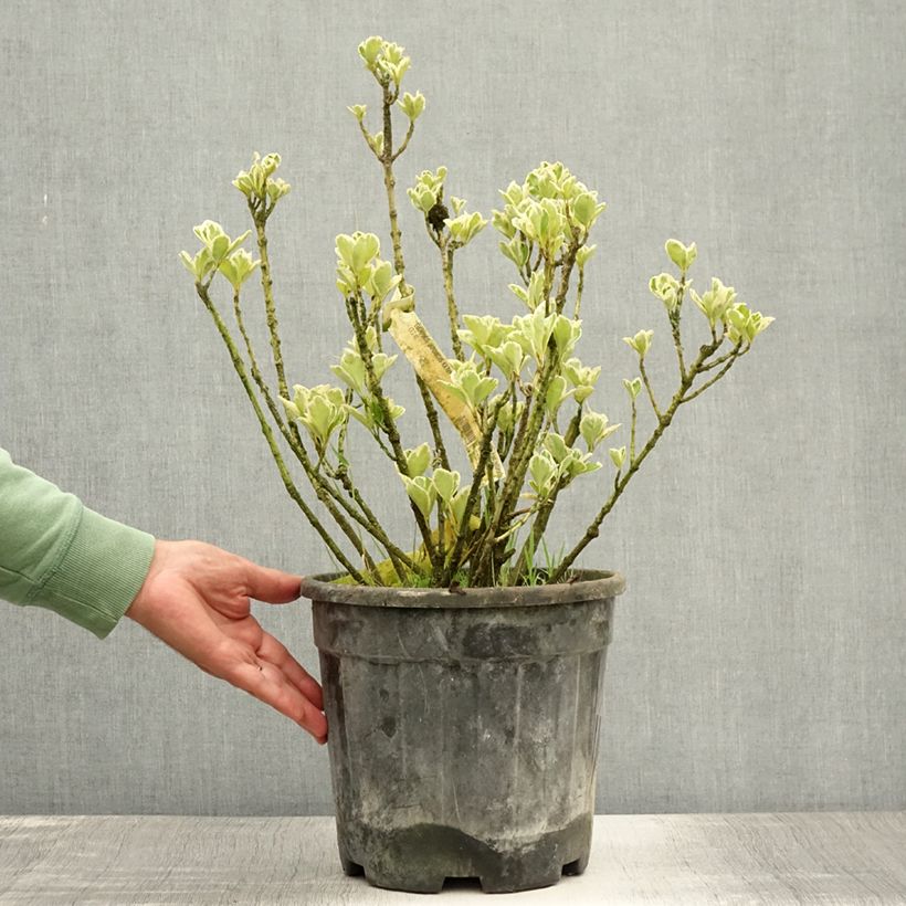 Exemplar von Japanischer Spindelstrauch Kathy - Euonymus japonicus Topf mit 7,5L/10L wie im Sommer geliefert