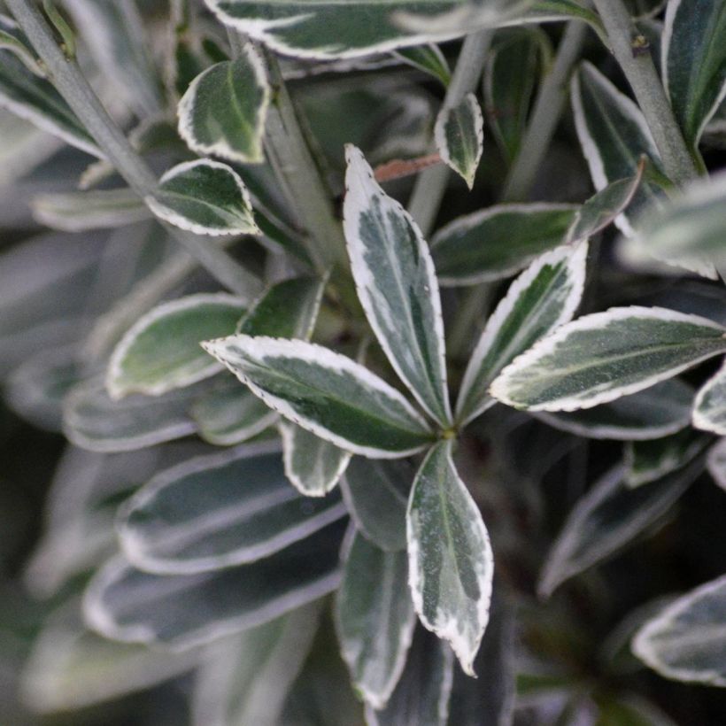 Japanischer Spindelstrauch Microphyllus Albovariegatus - Euonymus japonicus (Foliage)