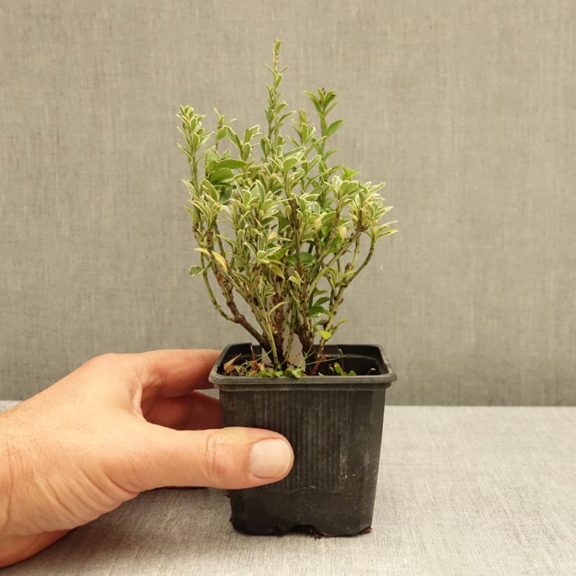 Exemplar von Japanischer Spindelstrauch Microphyllus Albovariegatus - Euonymus japonicus Kleine Töpfe von 8/9 cm wie im Herbst geliefert