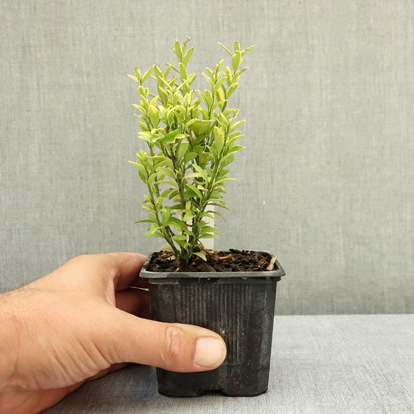Exemplar von Japanischer Spindelstrauch Microphyllus Aureovariegatus - Euonymus japonicus Kleine Töpfe von 8/9 cm wie im Sommer geliefert