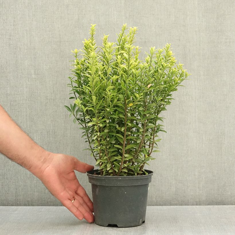 Exemplar von Japanischer Spindelstrauch Microphyllus Aureovariegatus - Euonymus japonicus Topf mit 2L/3L wie im Sommer geliefert