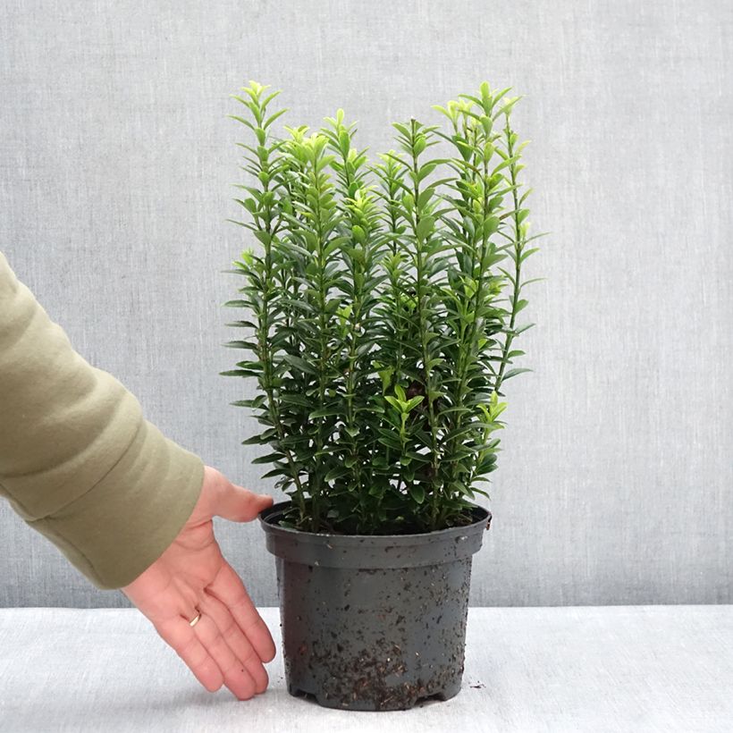 Exemplar von Japanischer Spindelstrauch Microphyllus Aureovariegatus - Euonymus japonicus Topf mit 2L/3L wie im Winter geliefert