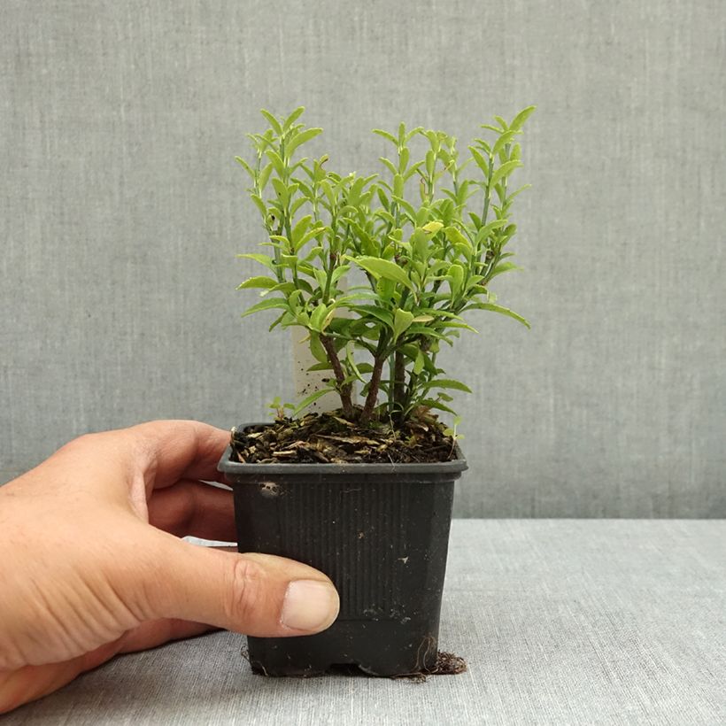 Exemplar von Japanischer Spindelstrauch Microphyllus - Euonymus japonicus Kleine Töpfe von 8/9 cm wie im Sommer geliefert