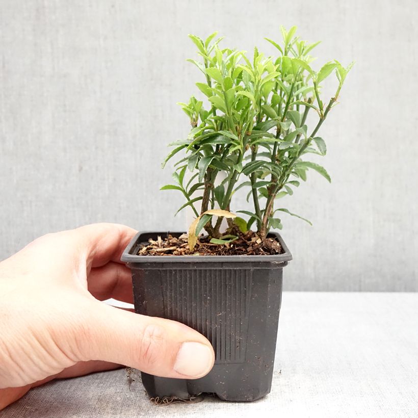 Exemplar von Japanischer Spindelstrauch Microphyllus - Euonymus japonicus Kleine Töpfe von 8/9 cm wie im Frühjahr geliefert