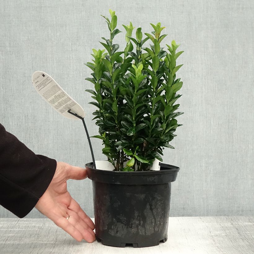 Example of Japanischer Spindelstrauch Paloma Blanca - Euonymus japonicus Topf mit 3L/4L as you get in automne