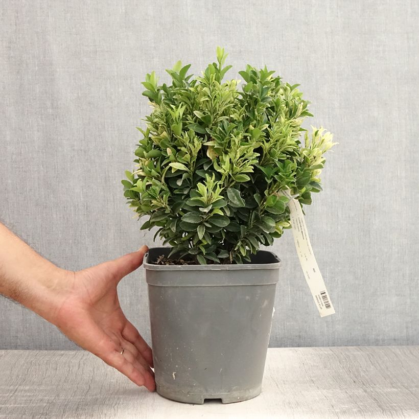 Exemplar von Japanischer Spindelstrauch Paloma Blanca - Euonymus japonicus Topf mit 3L/4L wie im Sommer geliefert