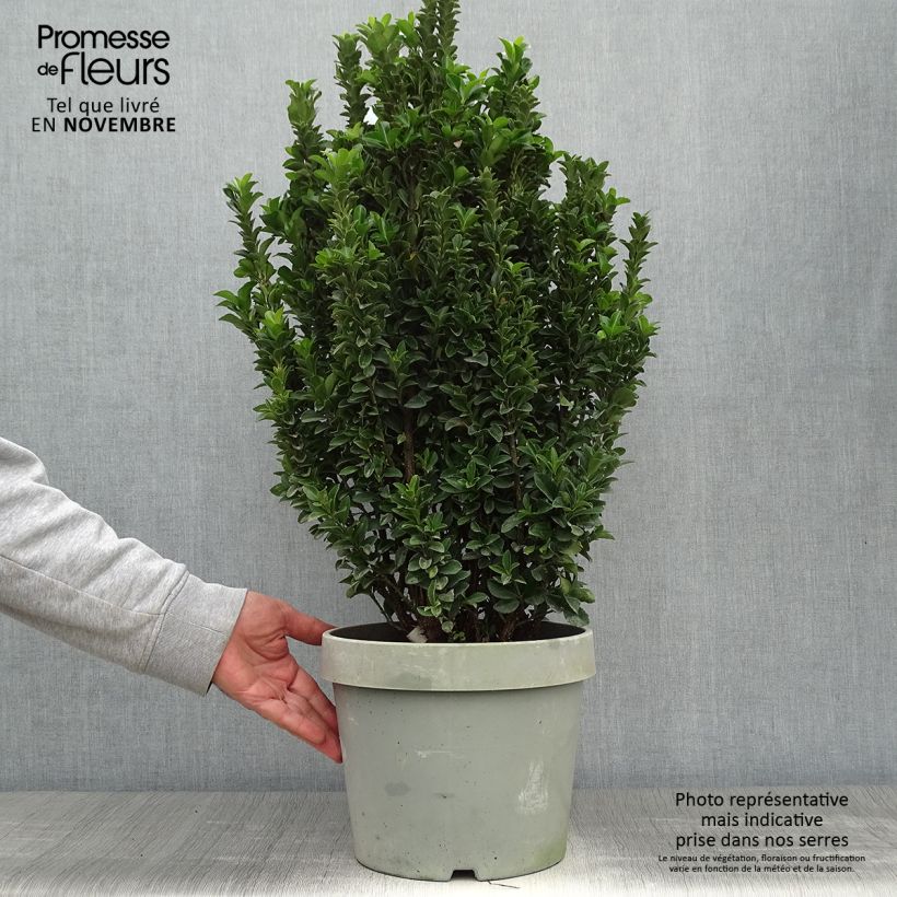 Example of Japanischer Spindelstrauch Paloma Blanca - Euonymus japonicus Topf mit 7,5L/10L as you get in automne