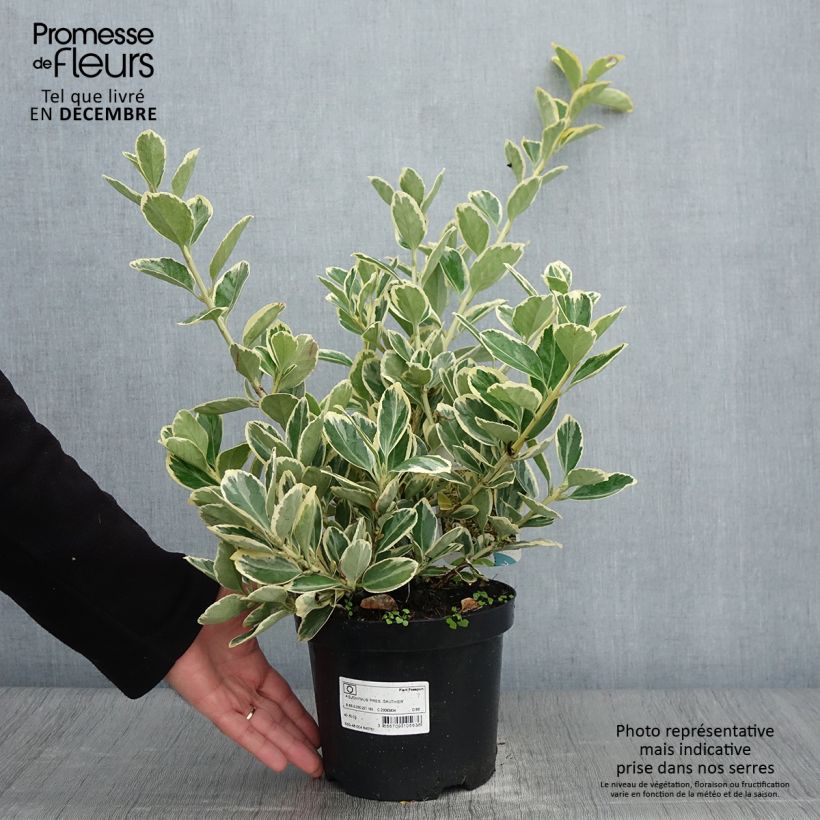Example of Japanischer Spindelstrauch Président Gauthier - Euonymus japonicus Topf mit 2L/3L as you get in automne