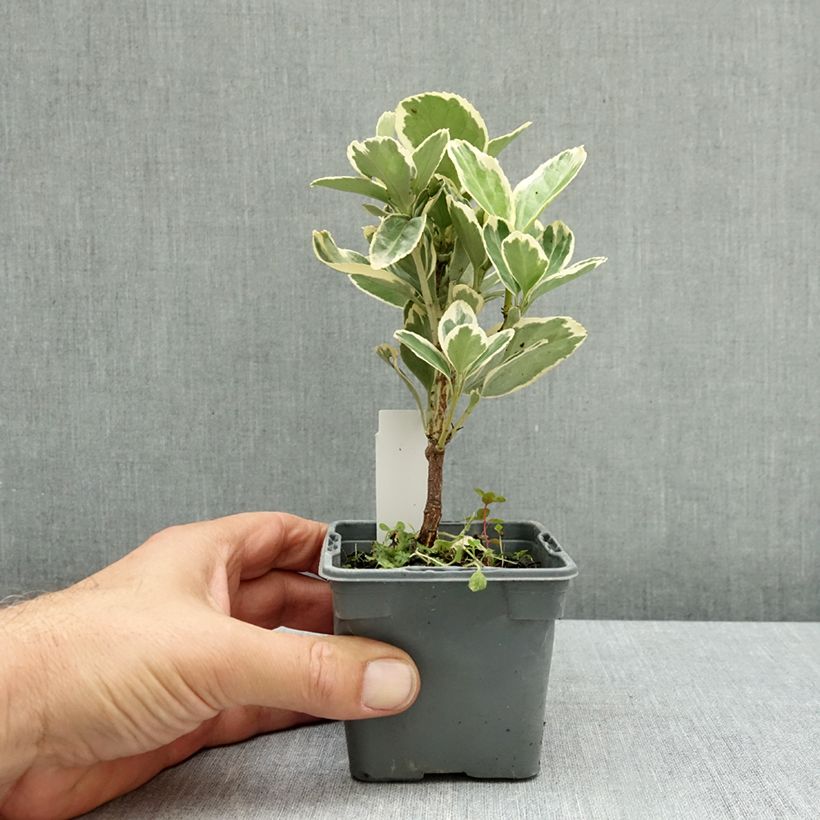 Exemplar von Japanischer Spindelstrauch Président Gauthier - Euonymus japonicus Kleine Töpfe von 8/9 cm wie im Herbst geliefert