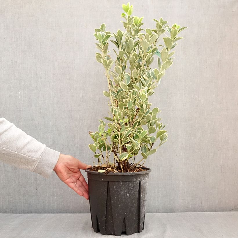 Exemplar von Japanischer Spindelstrauch Président Gauthier - Euonymus japonicus Topf mit 7,5L/10L wie im Herbst geliefert
