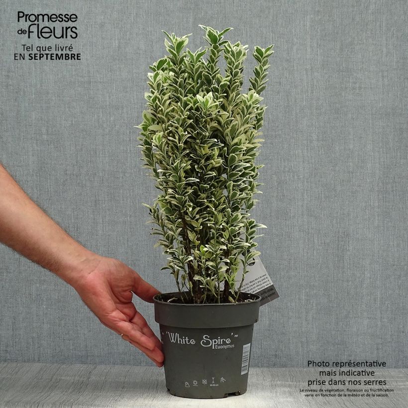 Example of Japanischer Spindelstrauch White Spire - Euonymus japonicus Topf mit 2L/3L as you get in automne
