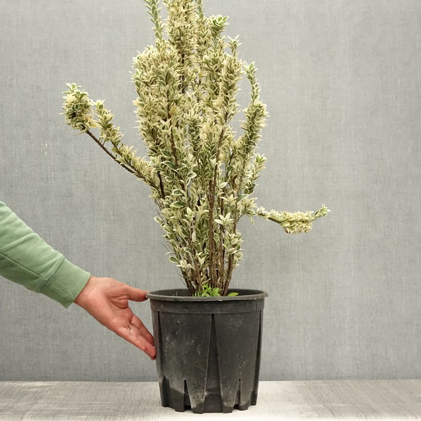 Exemplar von Japanischer Spindelstrauch White Spire - Euonymus japonicus Topf mit 7,5L/10L wie im Sommer geliefert