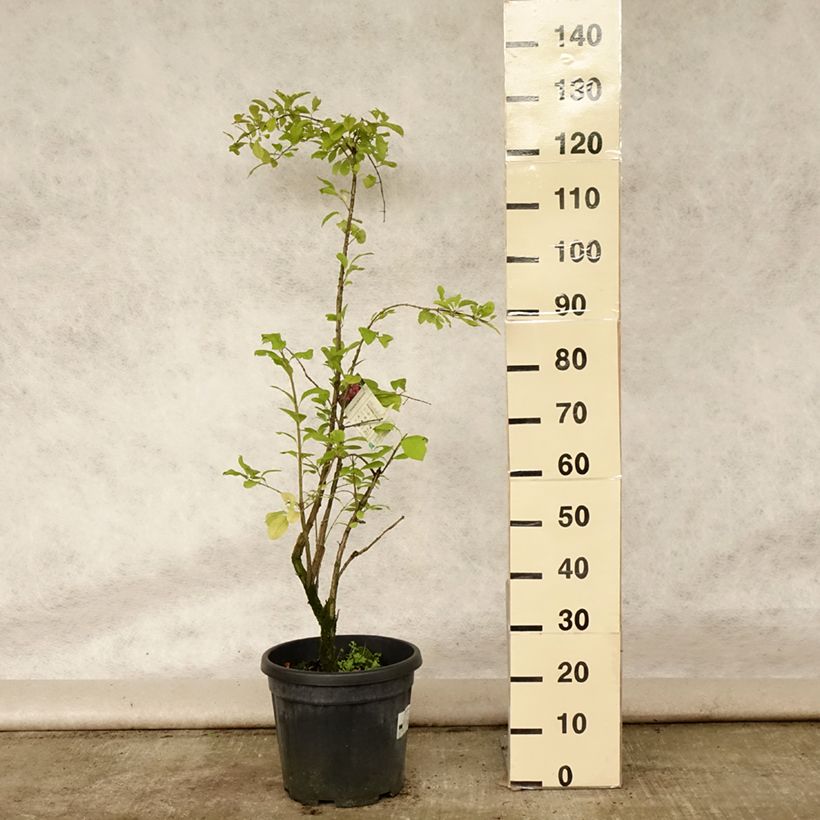 Example of Euonymus phellomanus - Pfaffenhütchen Topf mit 12L/15L as you get in ete