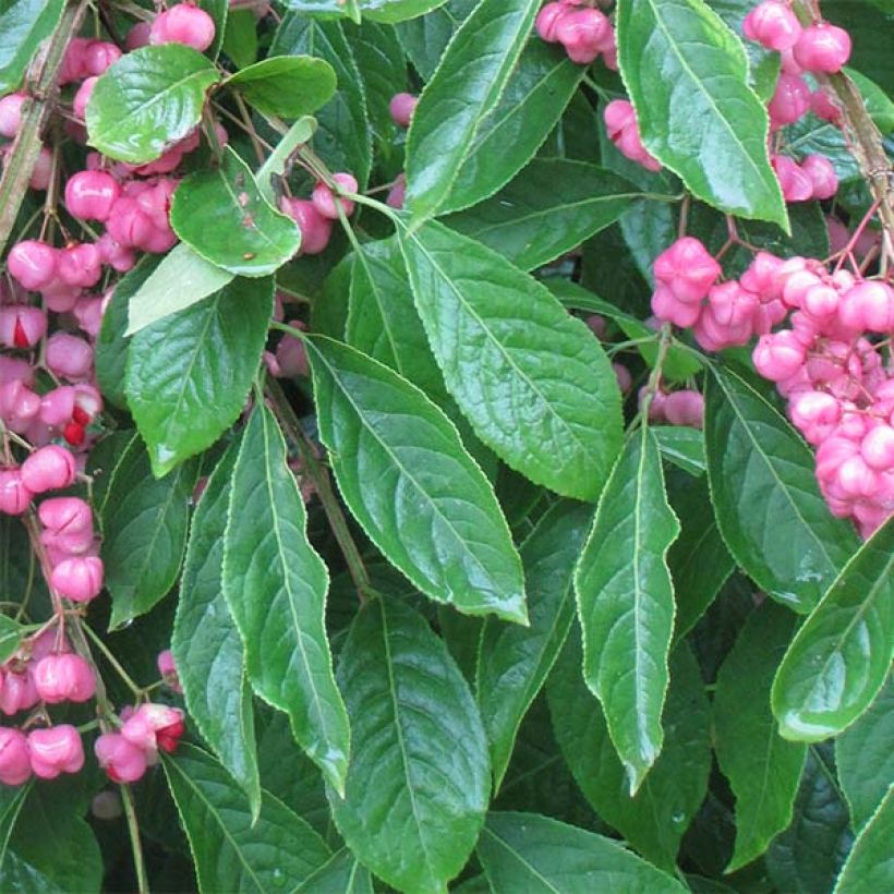 Euonymus phellomanus - Pfaffenhütchen (Foliage)