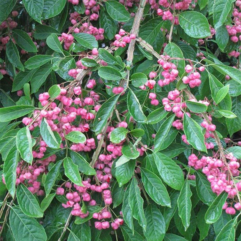 Euonymus phellomanus - Pfaffenhütchen (Flowering)