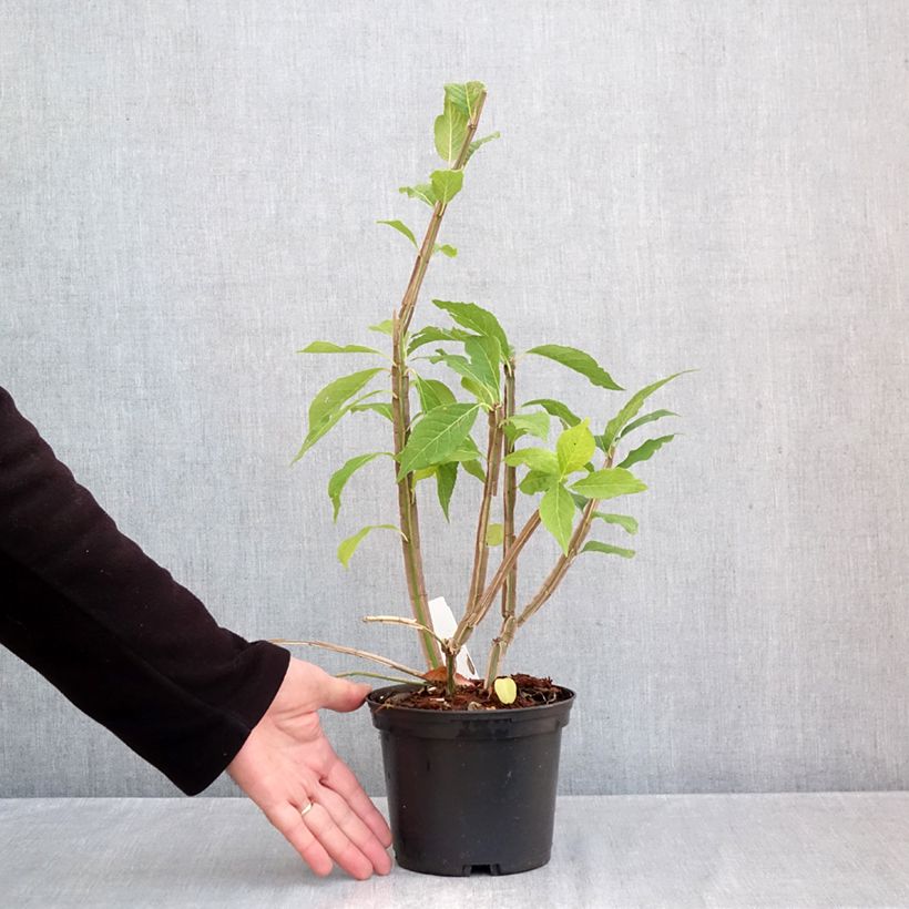 Exemplar von Euonymus phellomanus - Pfaffenhütchen Topf mit 2L/3L wie im Herbst geliefert