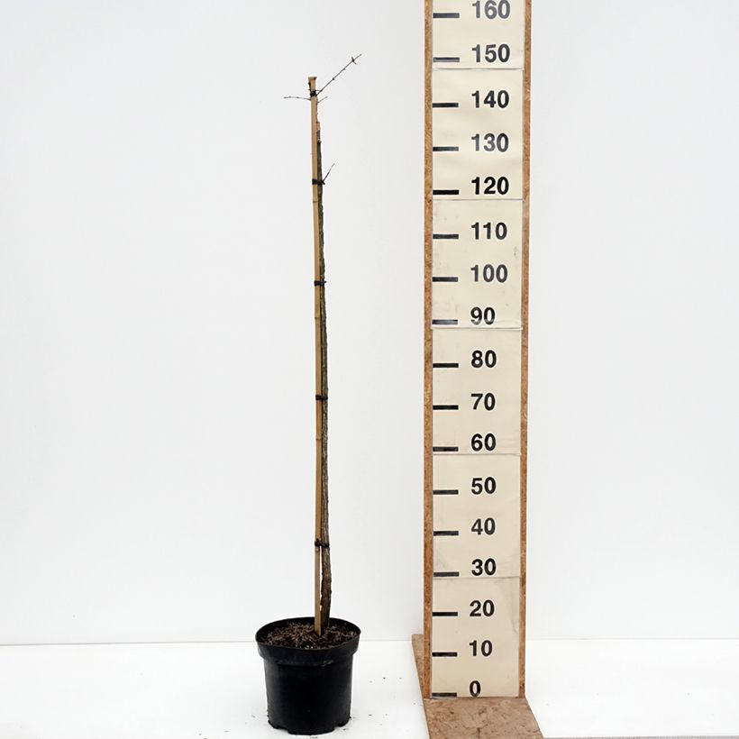 Exemplar von Euonymus phellomanus Silver Surprise - Pfaffenhütchen Topf mit 4L/5L, Stamm wie im Winter geliefert