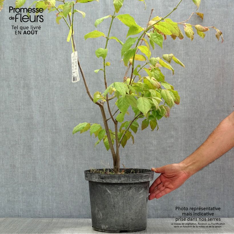 Example of Euonymus planipes - Pfaffenhütchen Topf mit 2L/3L as you get in ete