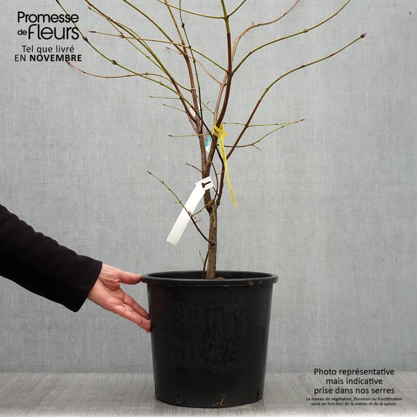 Example of Euonymus planipes - Pfaffenhütchen Topf mit 12L/15L as you get in automne