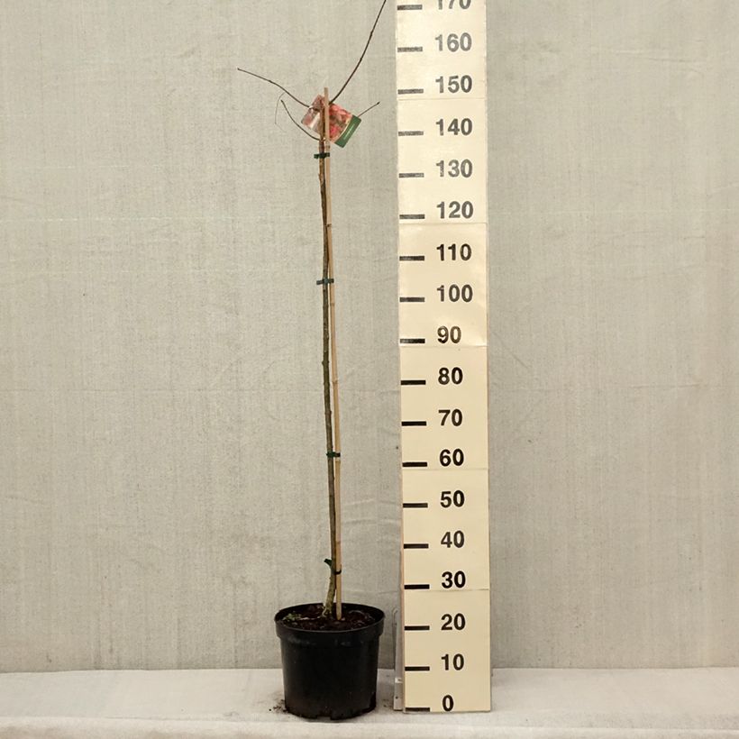 Exemplar von Euonymus planipes - Pfaffenhütchen Topf mit 7,5L/10L wie im Frühjahr geliefert