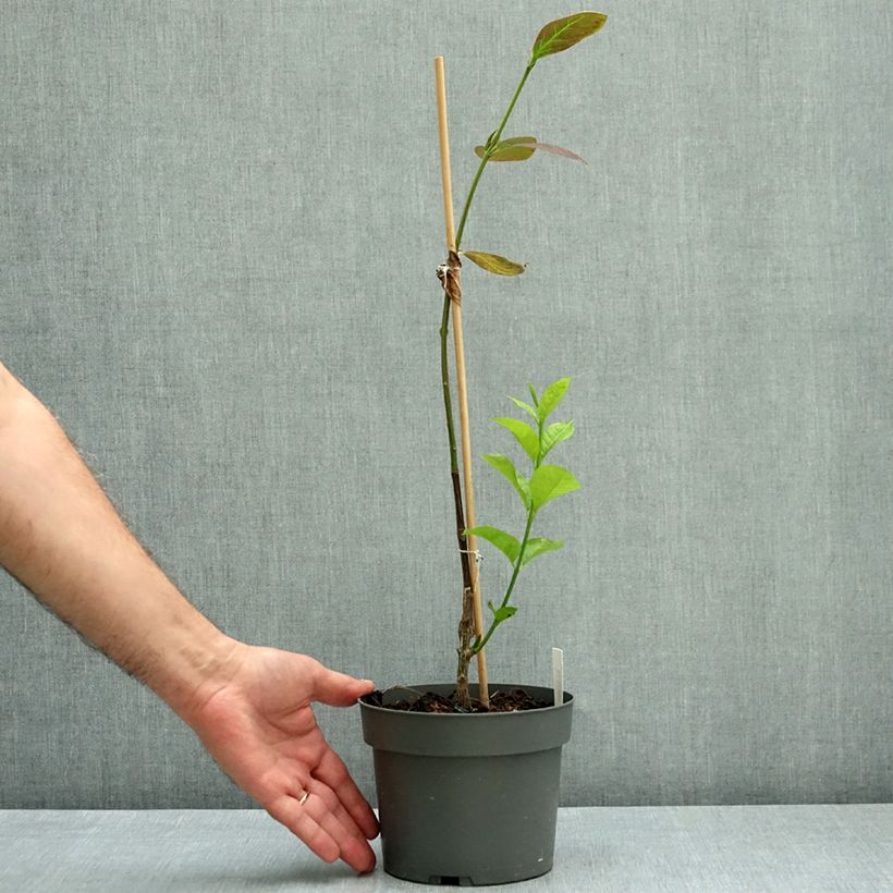 Exemplar von Euonymus planipes - Pfaffenhütchen Topf mit 2L/3L wie im Herbst geliefert