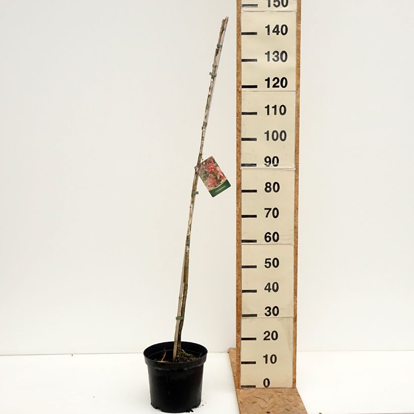 Exemplar von Euonymus planipes - Pfaffenhütchen Topf mit 7,5L/10L wie im Herbst geliefert