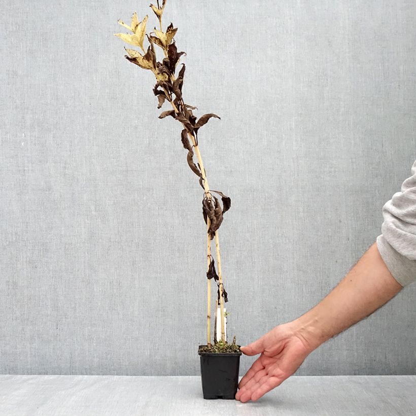 Exemplar von Wasserdost Bartered Bride - Eupatorium fistulosum var. albidum Kleine Töpfe von 8/9 cm wie im Herbst geliefert