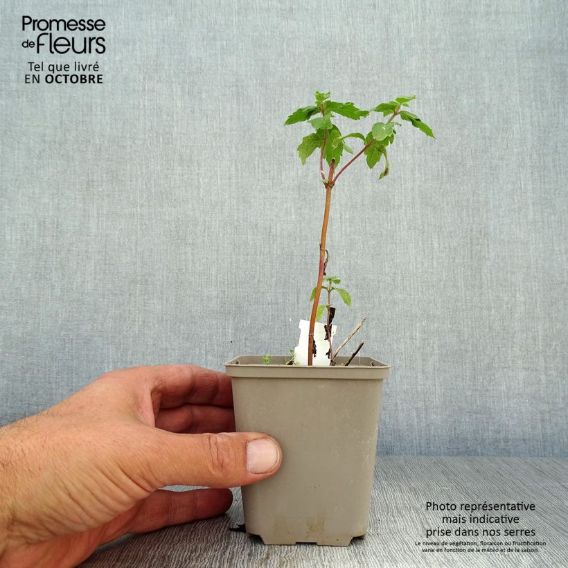 Example of Gewöhnliche Wasserdost Plenum - Eupatorium canabinum Kleine Töpfe von 8/9 cm as you get in automne