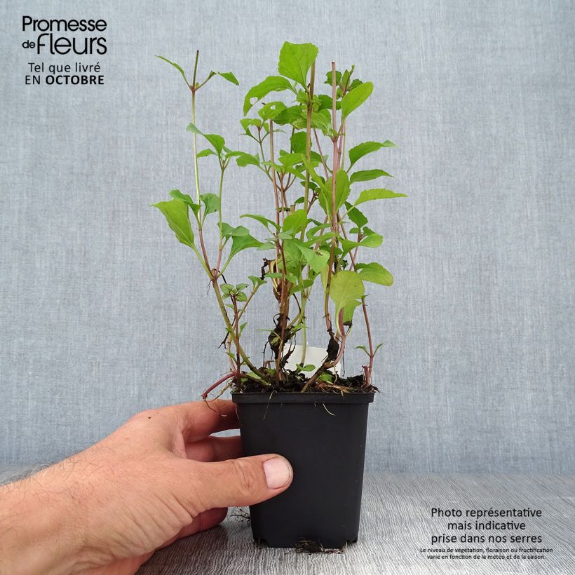 Example of Blauer Wasserdost - Eupatorium coelestinum Kleine Töpfe von 8/9 cm as you get in automne