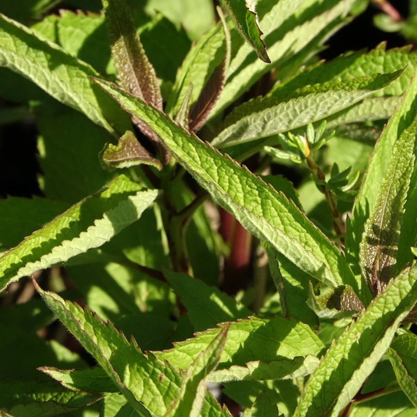 Eupatorium Baby Joe - Wasserdost (Laub)