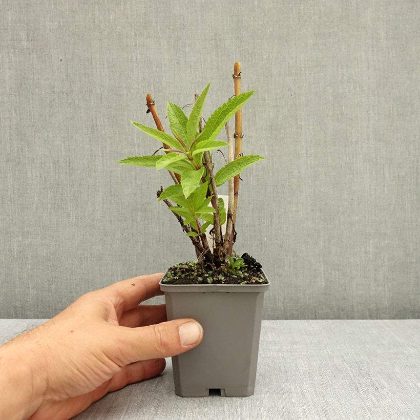 Exemplar von Eupatorium Baby Joe - Wasserdost Kleine Töpfe von 8/9 cm wie im Sommer geliefert
