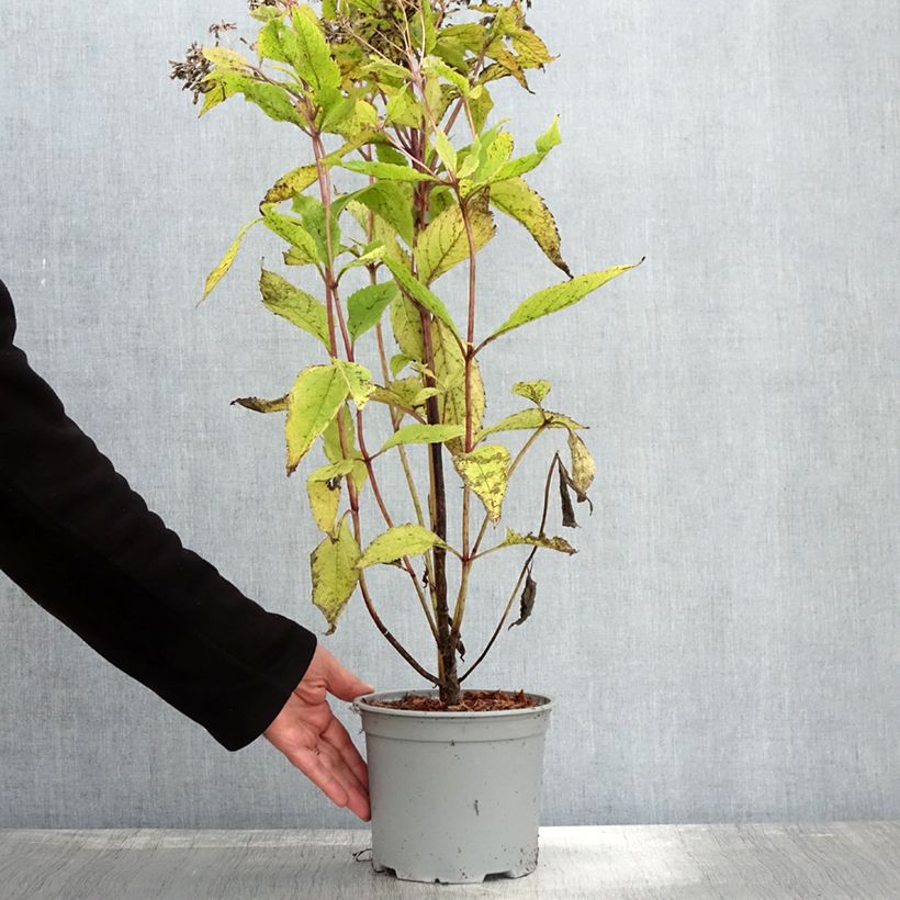 Example of Eupatorium Baby Joe - Wasserdost Topf mit 2L/3L as you get in automne