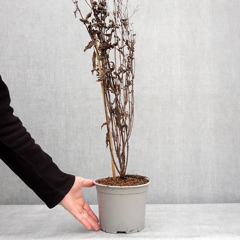 Exemplar von Eupatorium Baby Joe - Wasserdost Topf mit 2L/3L wie im Winter geliefert