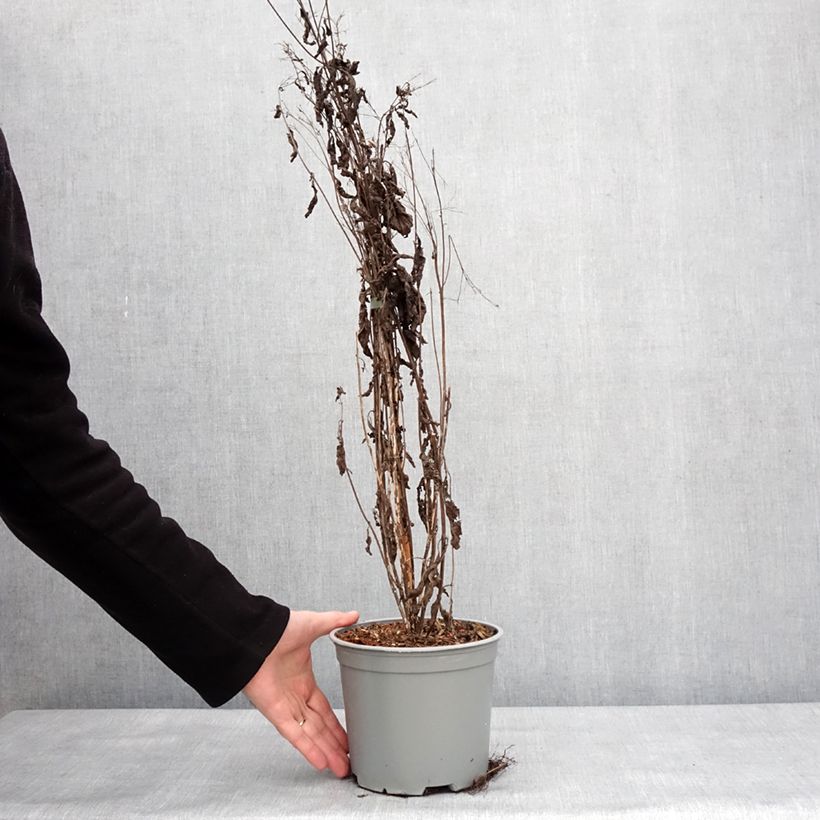 Example of Gefleckter Wasserdost Phantom - Eupatorium maculatum Topf mit 2L/3L as you get in hiver