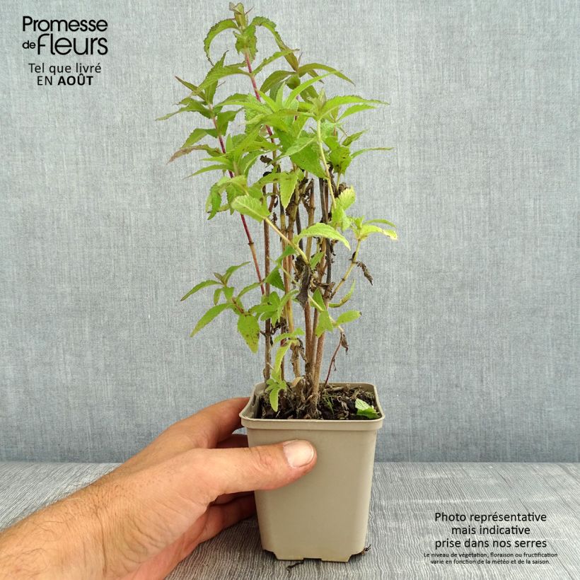 Exemplar von Durchwachsener Wasserdost - Eupatorium perfoliatum Kleine Töpfe von 8/9 cm wie im Sommer geliefert