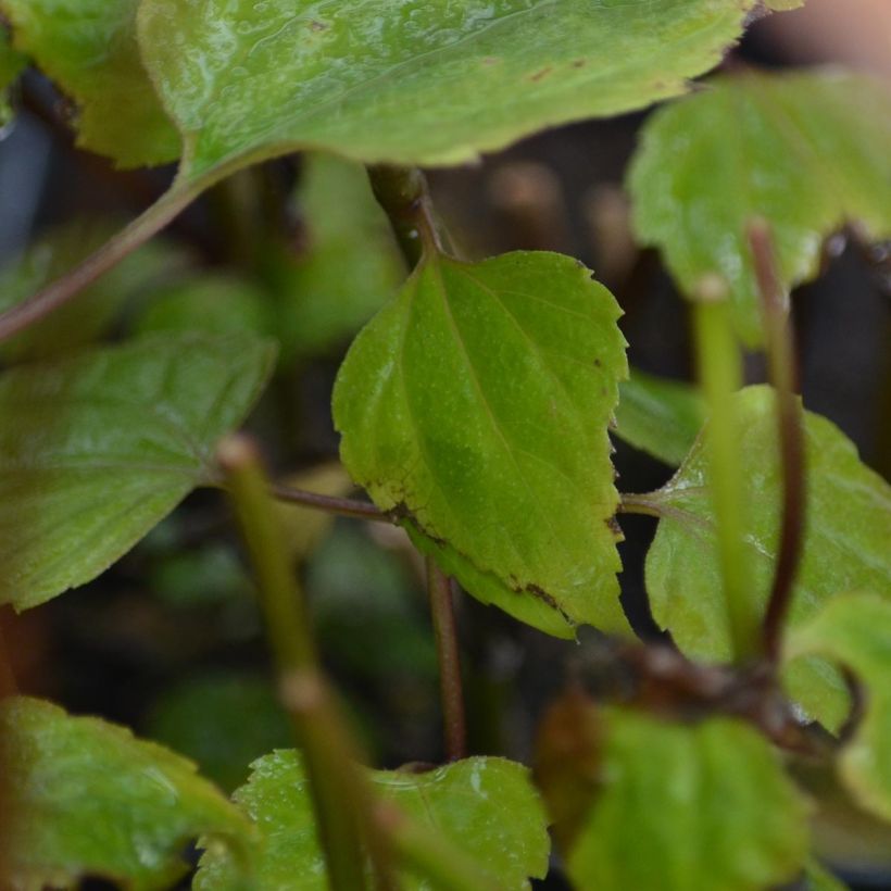 Weißer Wasserdost Braunlaub - Eupatorium rugosum (Foliage)