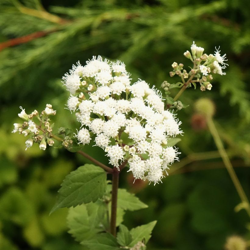 Weißer Wasserdost Braunlaub - Eupatorium rugosum (Flowering)