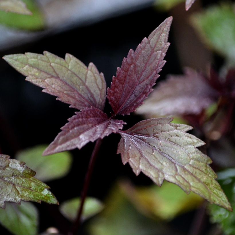 Wasserdost Chocolate - Eupatorium altissima (Foliage)