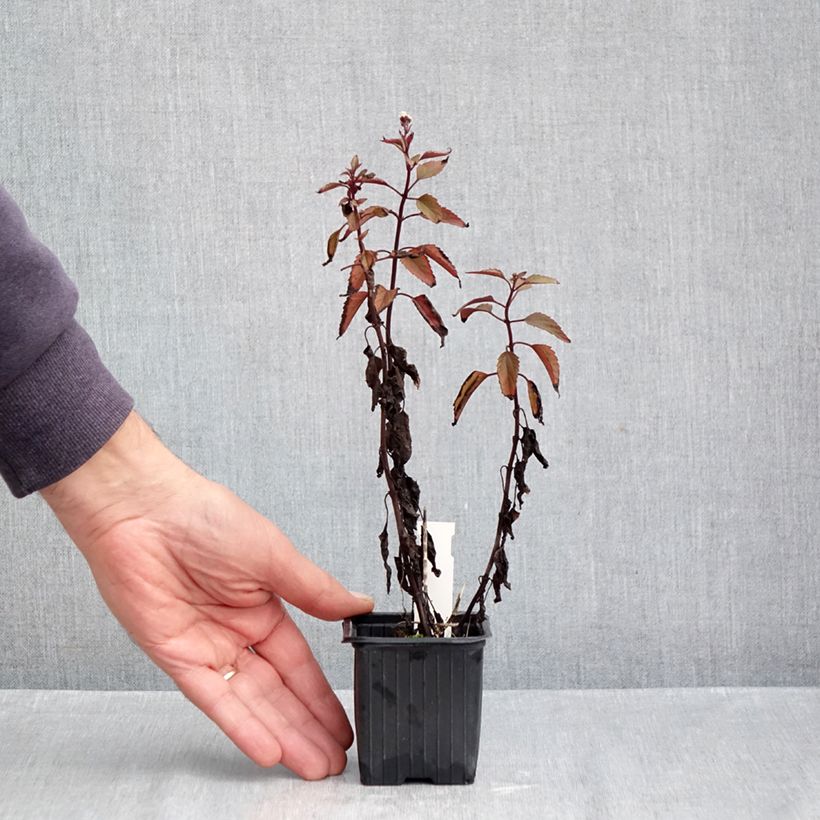 Exemplar von Wasserdost Chocolate - Eupatorium altissima Kleine Töpfe von 8/9 cm wie im Herbst geliefert