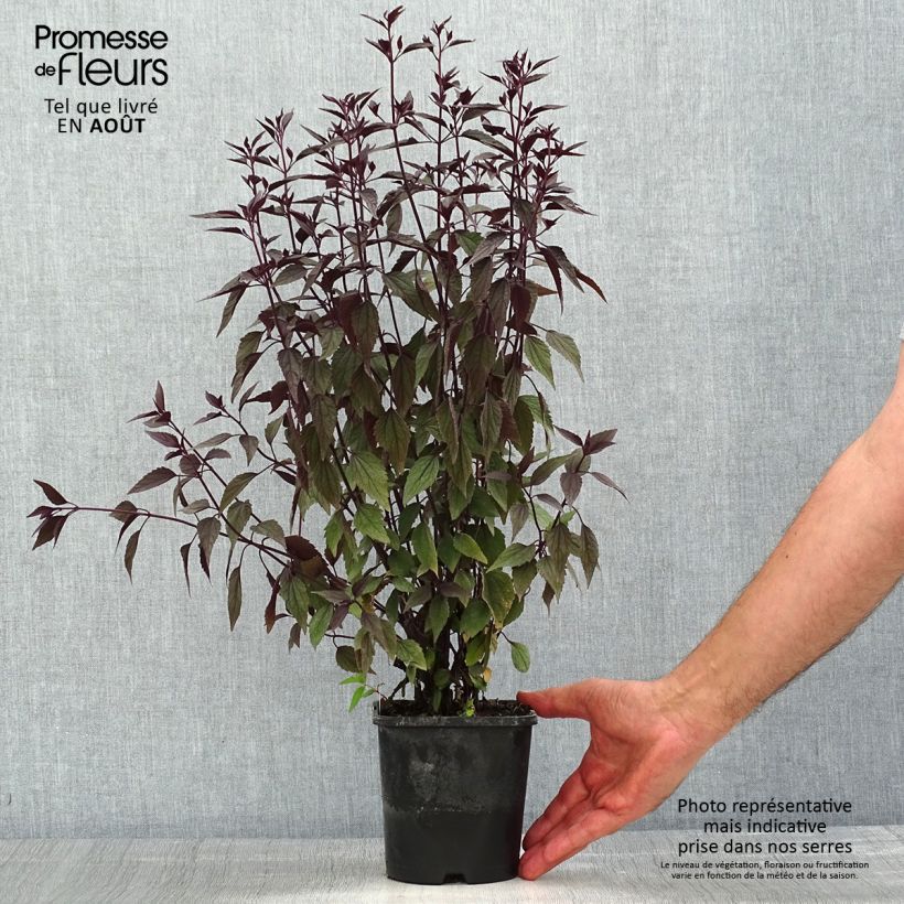 Example of Wasserdost Chocolate - Eupatorium altissima Topf mit 1,5L/2L as you get in ete