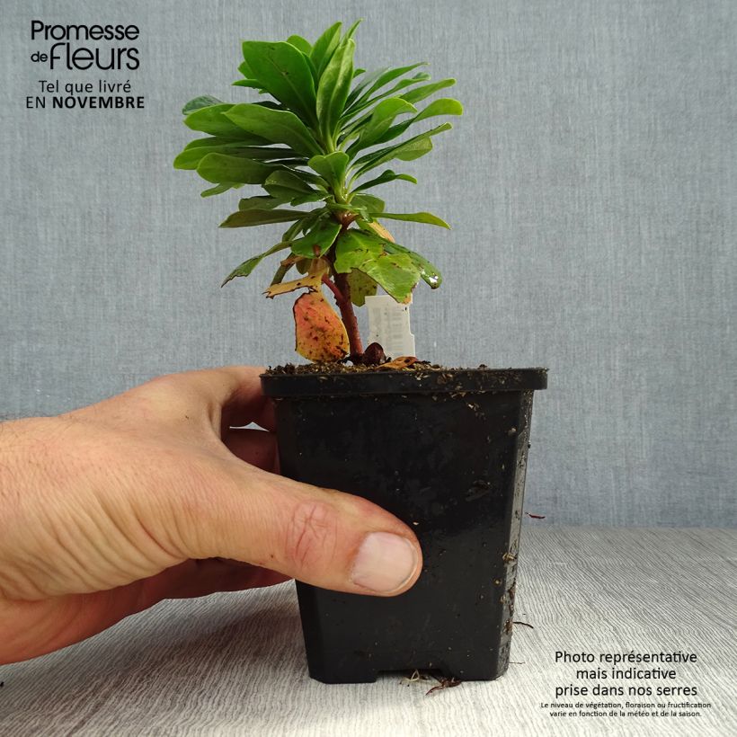 Example of Euphorbia amygdaloïdes var. robbiae - Mandelblättrige Wolfsmilch Kleine Töpfe von 8/9 cm as you get in automne