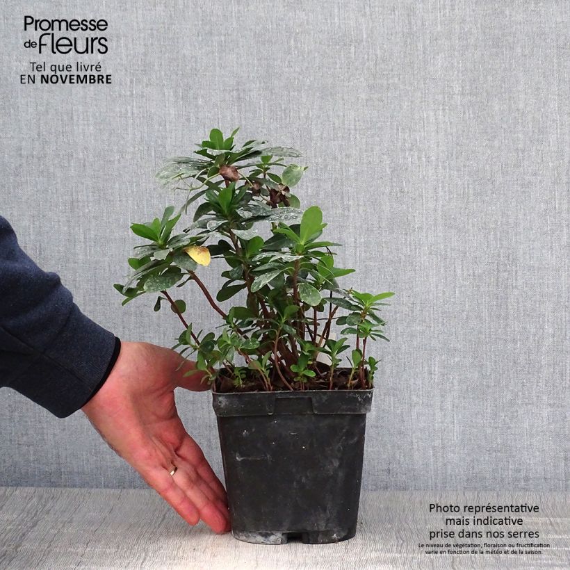 Example of Euphorbia amygdaloïdes var. robbiae - Mandelblättrige Wolfsmilch Topf mit 2L/3L as you get in automne