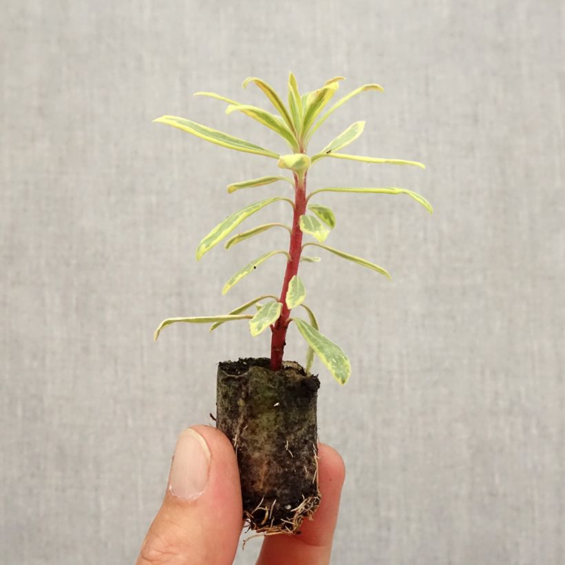 Example of Euphorbia martinii Ascot Rainbow - Busch-Wolfsmilch Wurzelballen 4 cm x 4,5 cm as you get in automne