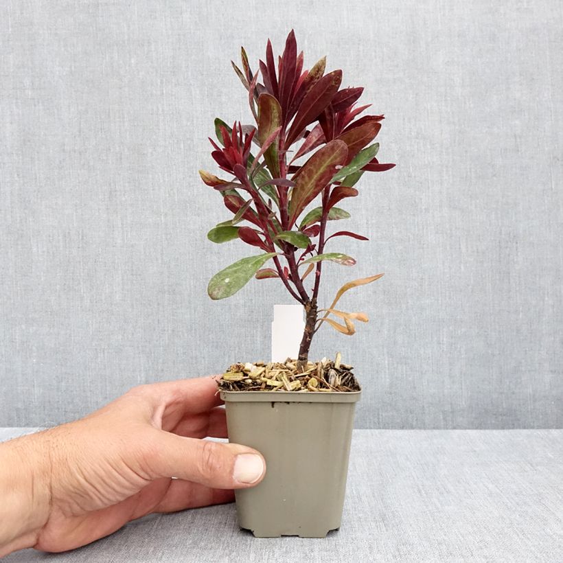 Exemplar von Euphorbia characias Black Bird - Palisaden-Wolfsmilch Kleine Töpfe von 8/9 cm wie im Frühjahr geliefert