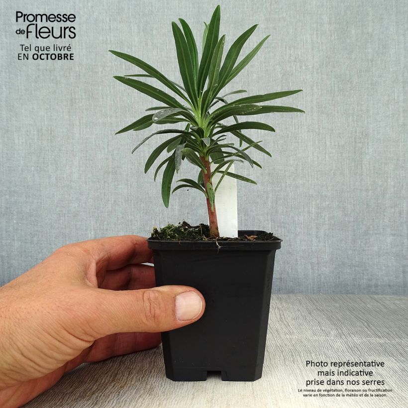 Example of Euphorbia characias Blue Wonder - Palisaden-Wolfsmilch Kleine Töpfe von 8/9 cm as you get in automne